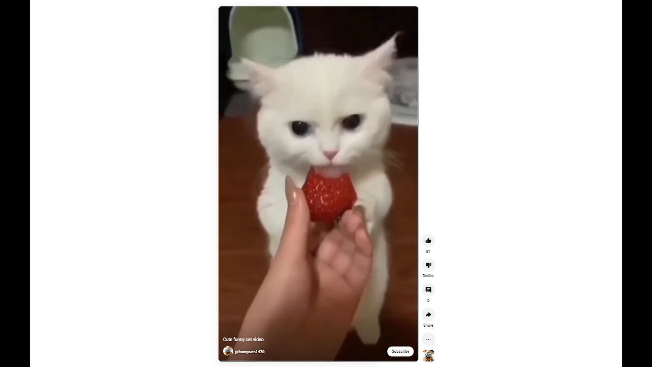Cute Cat Making Funny Weird Meowing Noises While Eating