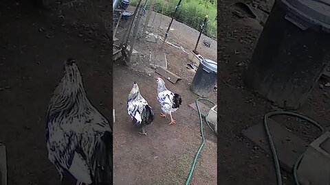 Farm Cam. Rooster watch