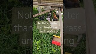 chicken choring #farm #homestead #video #chickens #shorts