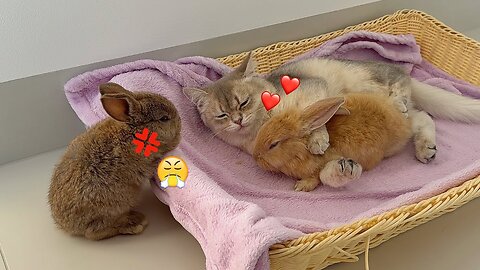 So funny!The male rabbit is angry and suspects the kitten and the female rabbit of having an affair