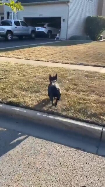 French Bulldog Waits Outside Every Day To Play With Neighbor Dog