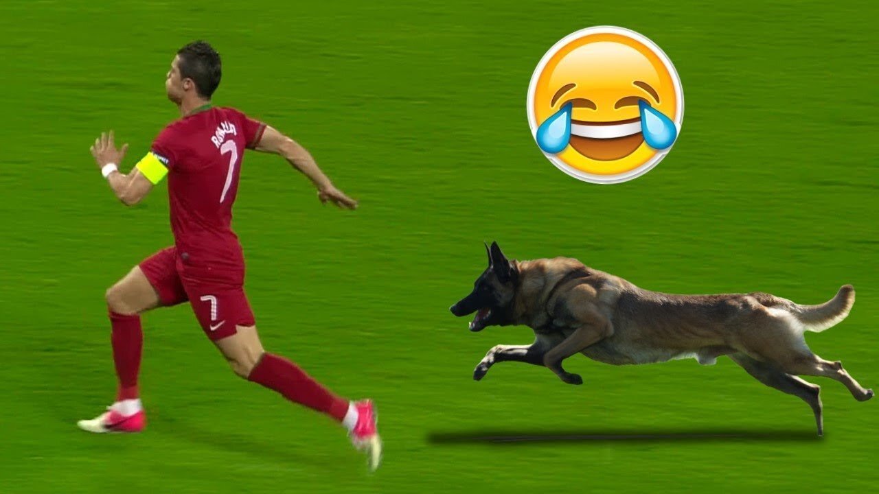 Animals on the Football Pitch ● Funny Moments ● HD