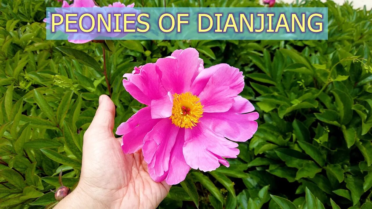 Experience Gorgeous Flower Sea at Dianjiang Peony Cutting and Picking Base | James' Vlog