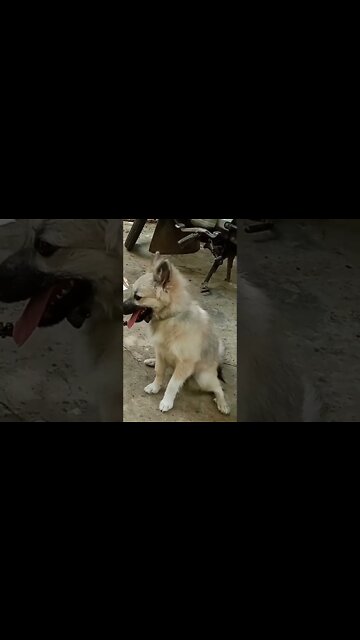when my dog walk #funnyshorts #shorts #dogs #puppy #youtubeshorts