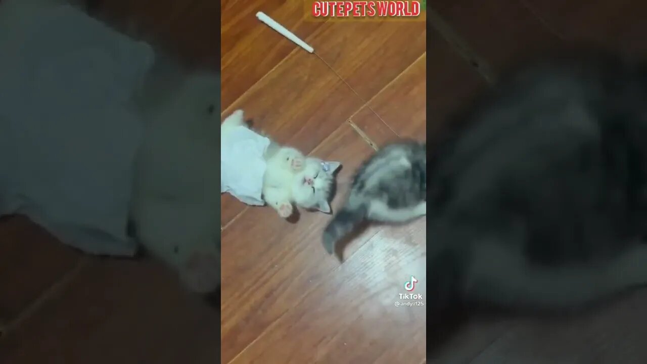 Cute and funny cat videos/#kitten #cat #kitty #funny kitten #funnycat #trending #shorts #tiktok (3)