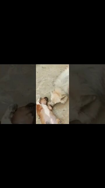 Puppy training to his friend for War #shorts #short #puppy #dogs #ytshorts #trending #cute #viral