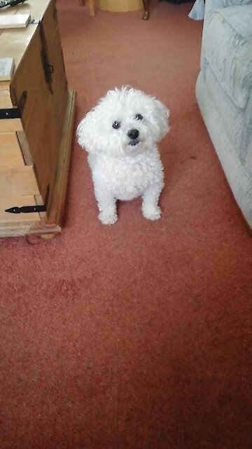 Dog embarrassed by owner's humiliating revelations