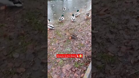 Wild & Rare Breads of Ducks in FEST mood😁|#shorts #short #shortvideo #shortsvideo #shortsfeed #viral