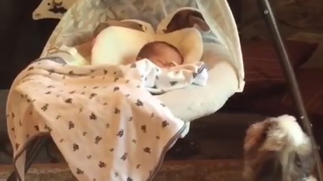 Puppy pushes baby in bassinet