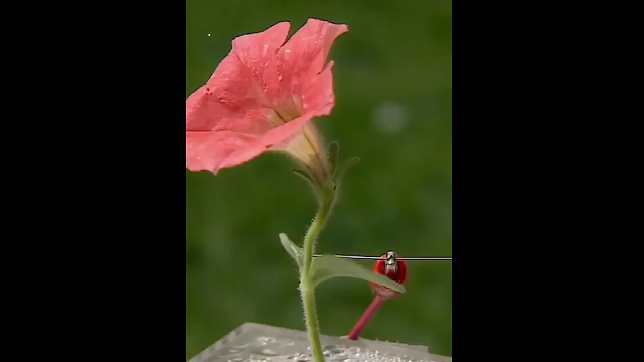 How bees and flowers communicate through the electrical field