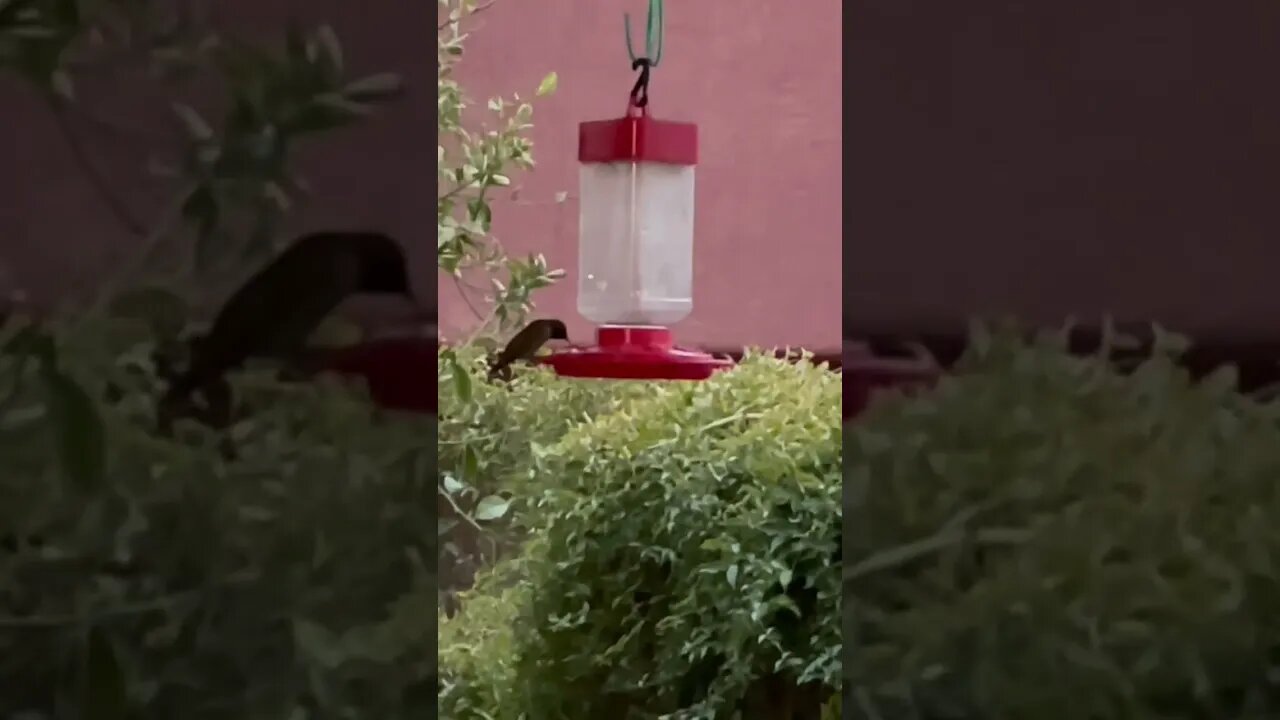 HUMMERS ARE BACK!!