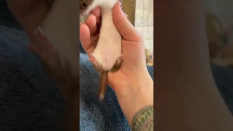 #shorts Смешные животные из Тик Ток 130 Funny animals from Tik Tok