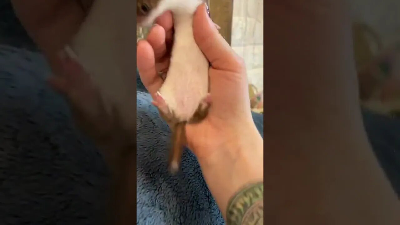 #shorts Смешные животные из Тик Ток 130 Funny animals from Tik Tok