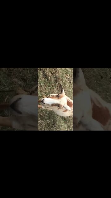 The Lamb Follows The Owner