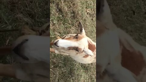 The Lamb Follows The Owner