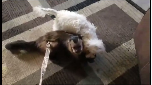 Monkey shares candy with puppy friend