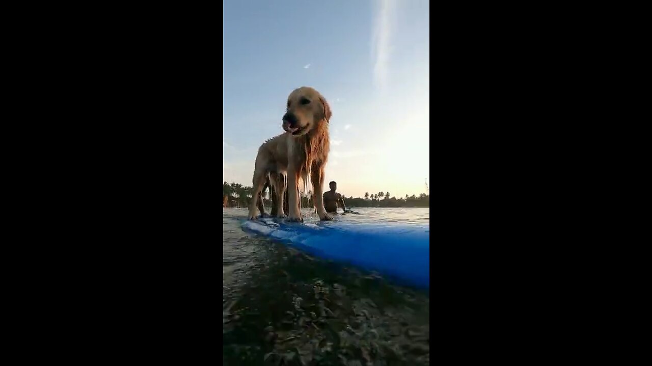 Dog surfing