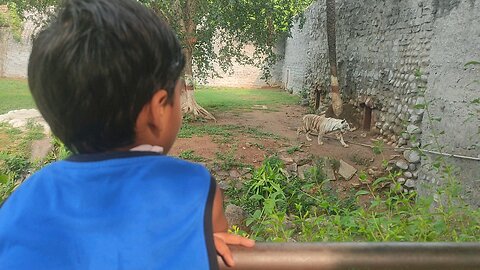 Amazing indian White Tiger