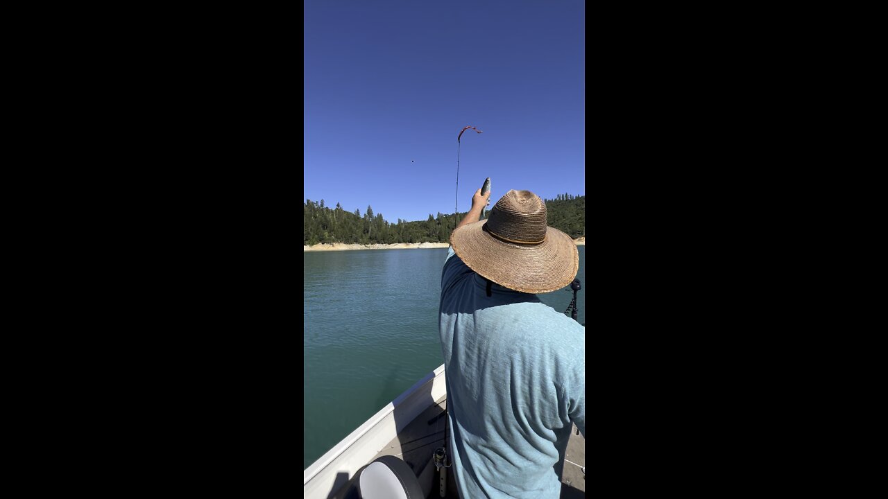 Feeding WILD Bald Eagle!