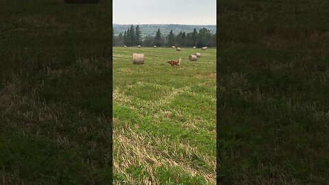 Morning walk in the fresh cut field #goldens #goldenretrievers