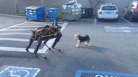 the reaction of a dog when it meets a robot