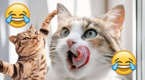 Cute Cat Funny Moments. Episode - 05