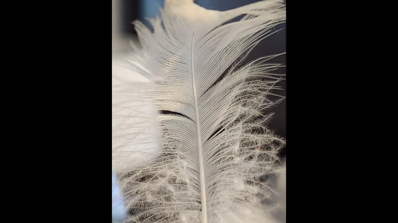 Feather Encounter Testimony #angels #persecutedchurch #slavery #heaven #prayer #ministry #angel