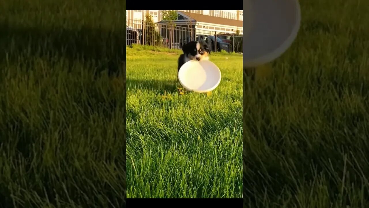 WEE CUTE DOG......#SHORTS😂😂😂😂