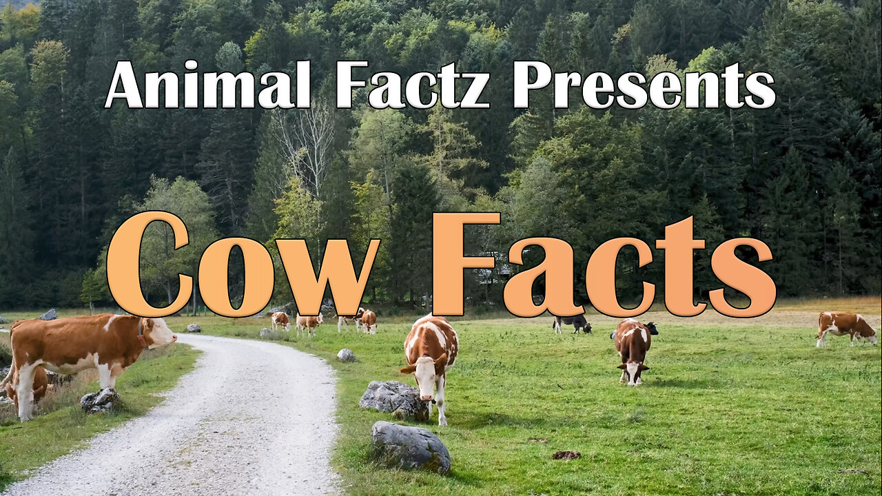 Cow Facts: Exploring Fascinating Cow and Calf Facts