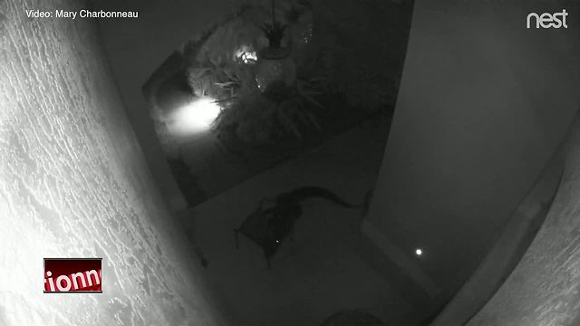 VIDEO: Gator gets tangled in furniture outside Bradenton home