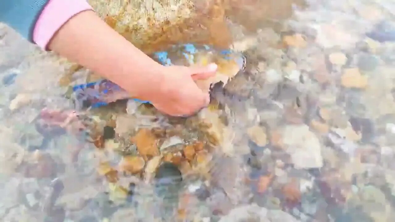 Catch seafood in the South Pacific. Harvest giant devil crabs-7