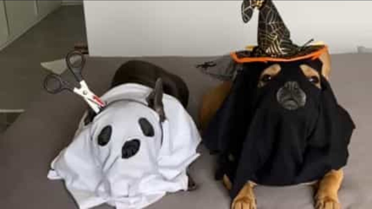 The "scariest" Halloween dogs ever