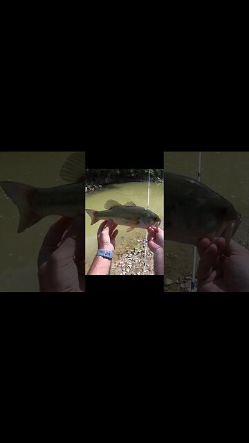 Ohio creek creek largemouth bass!