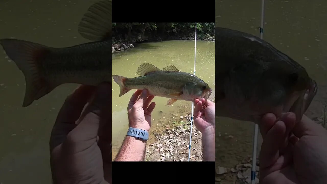 Ohio creek creek largemouth bass!