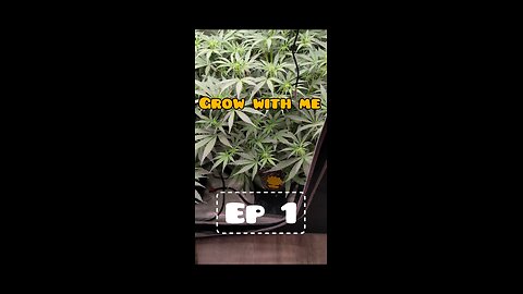 Grow with me, Novacotton! Ep 1 ( Week 1 )