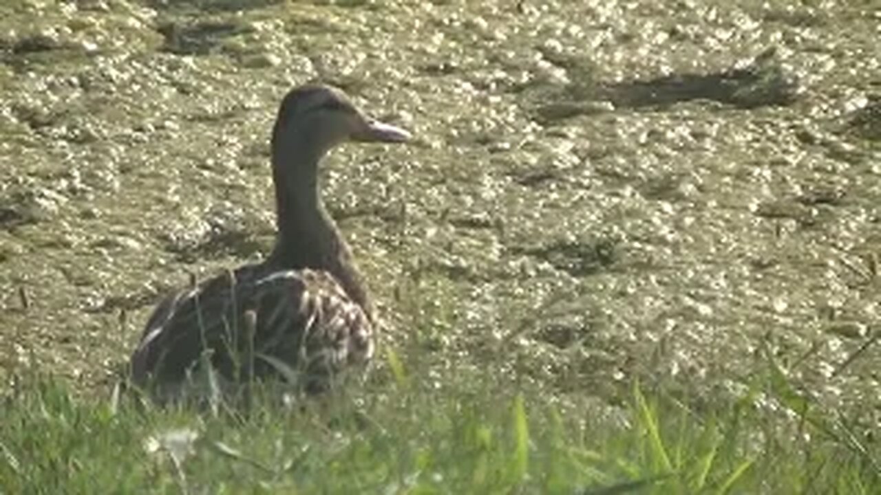 the ugly, lonely and perfectly content duckling...i can relate to you, homie