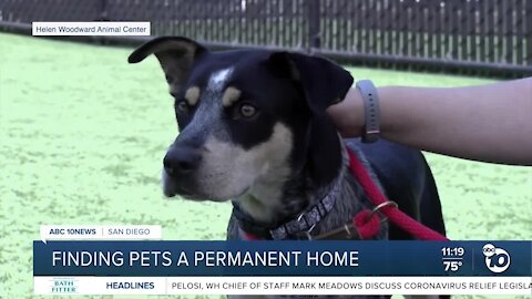 Pet of the Week: Ladybug
