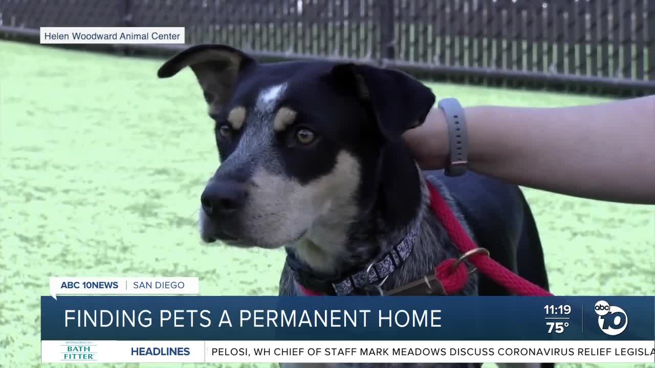 Pet of the Week: Ladybug