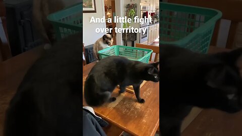 Cat Diary #6 Afternoon Activities