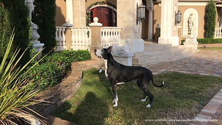 Funny Great Danes go looking for squirrel