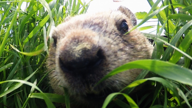 Gopher with dad bod inspects hidden GoPro