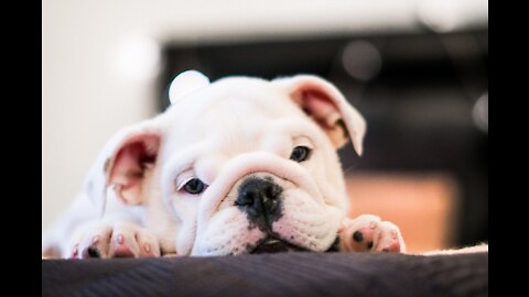 🐶 Funny And Cute 😸 Animals Vol. 1️⃣1️⃣