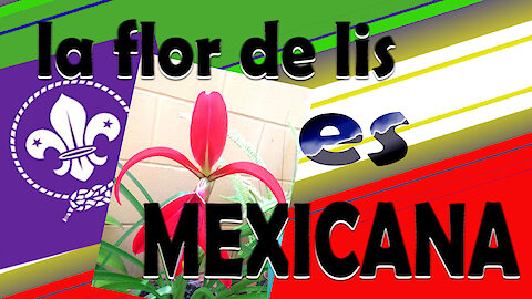 La Flor de Lis es mexicana