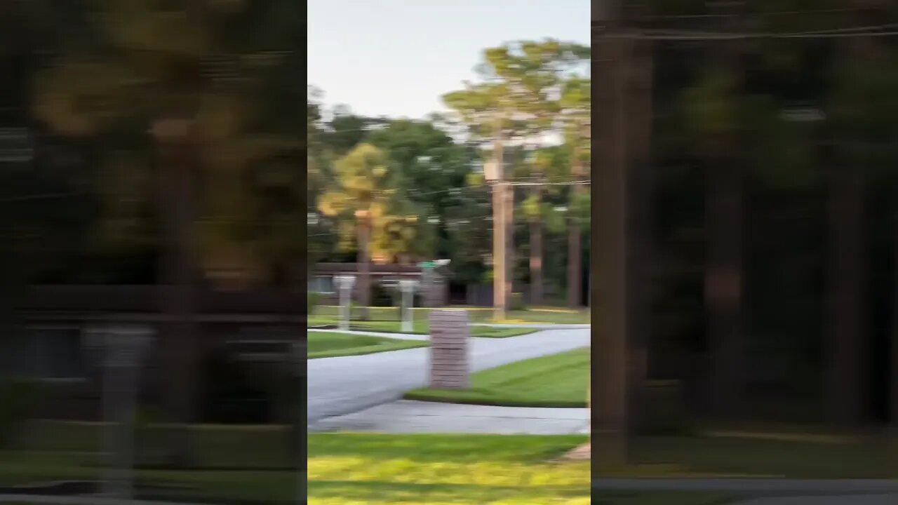 Trying to sneak up and catch the crow￼