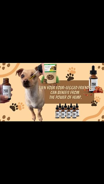Bacon-Flavored CBD Oil: The Perfect Treat for Your four-legged friends!