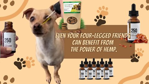 Bacon-Flavored CBD Oil: The Perfect Treat for Your four-legged friends!