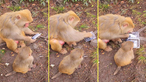 Monkeys eat dried grapes