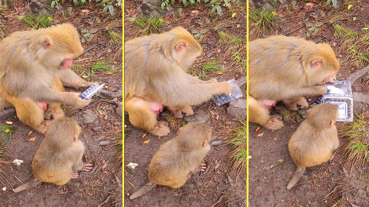 Monkeys eat dried grapes