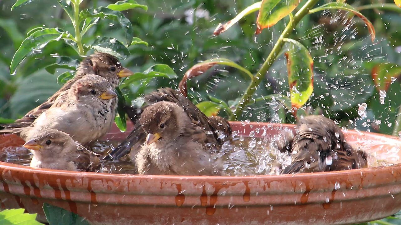 Sparrows Share a Bird Bath