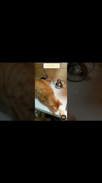 Funniest Animals Videos - funniest dogs and cats videos 😁 - best funny animal videos 2023 😅🥰 #160